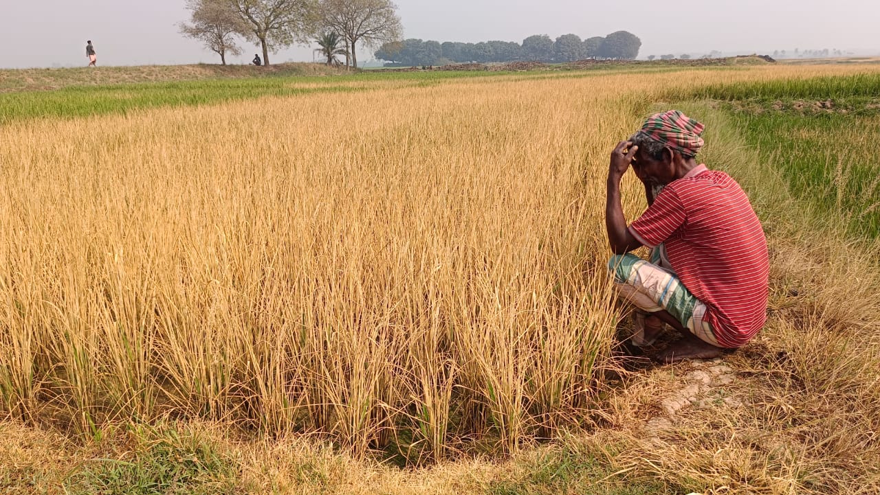 পোরশায় ৮০বিঘা মাদ্রাসার জমির ধানে কীটনাশক স্প্রে করে নষ্ট করেছে দুবৃর্ত্তরা