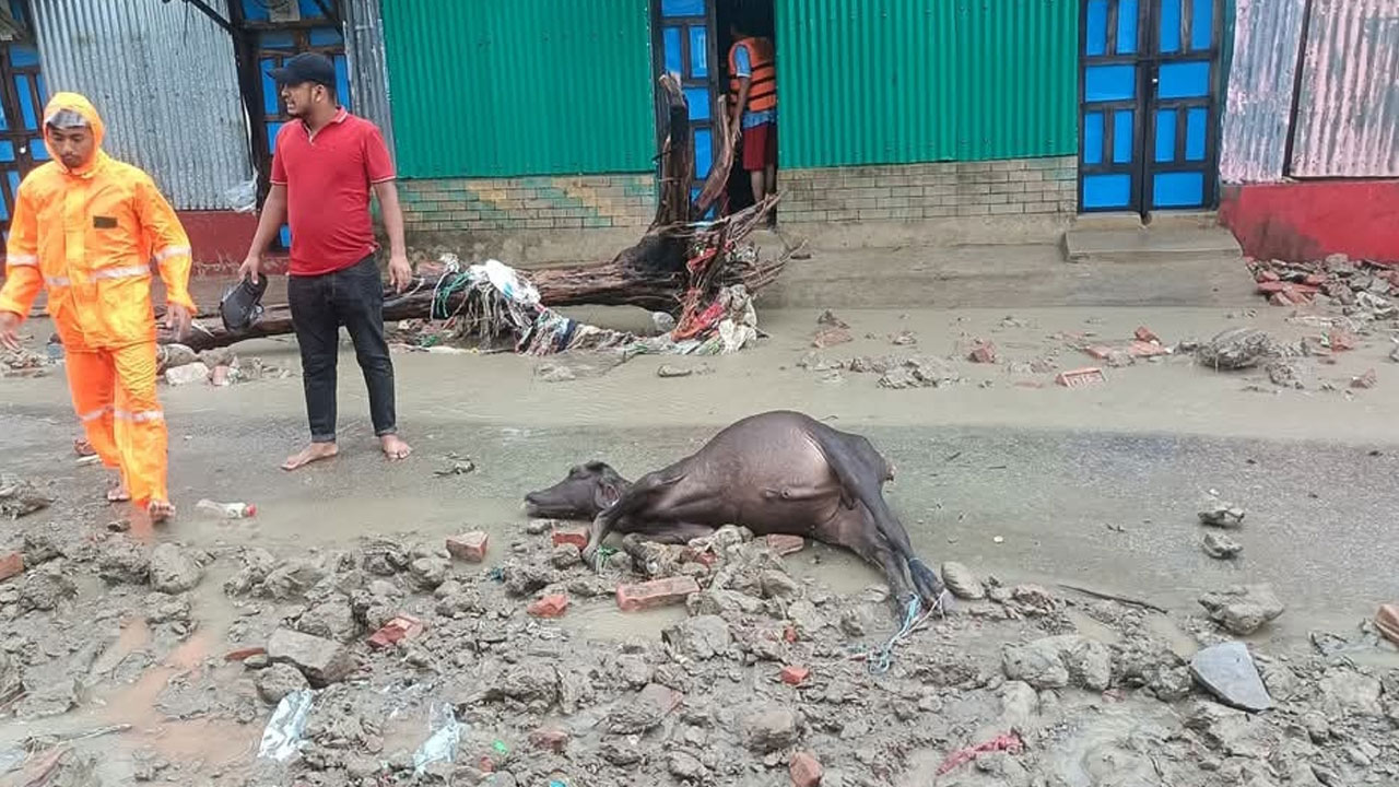 বঙ্গোপসাগরে নিম্নচাপ: হাতিয়ায় জোয়ারের পানিতে ভেসে আসছে মৃত গবাদিপশু